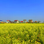 金黄油菜田旁的多彩村落