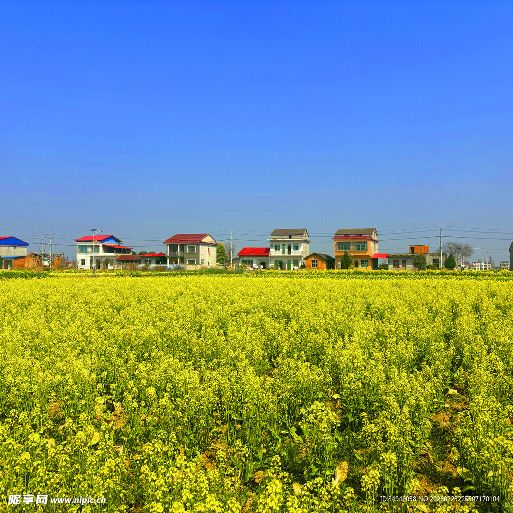 金黄油菜田旁的多彩村落