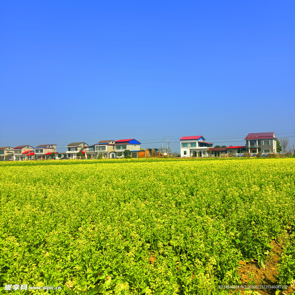 金黄田野与远处多彩建筑