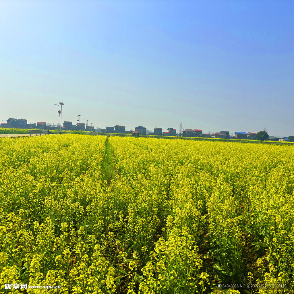 金黄油菜花田