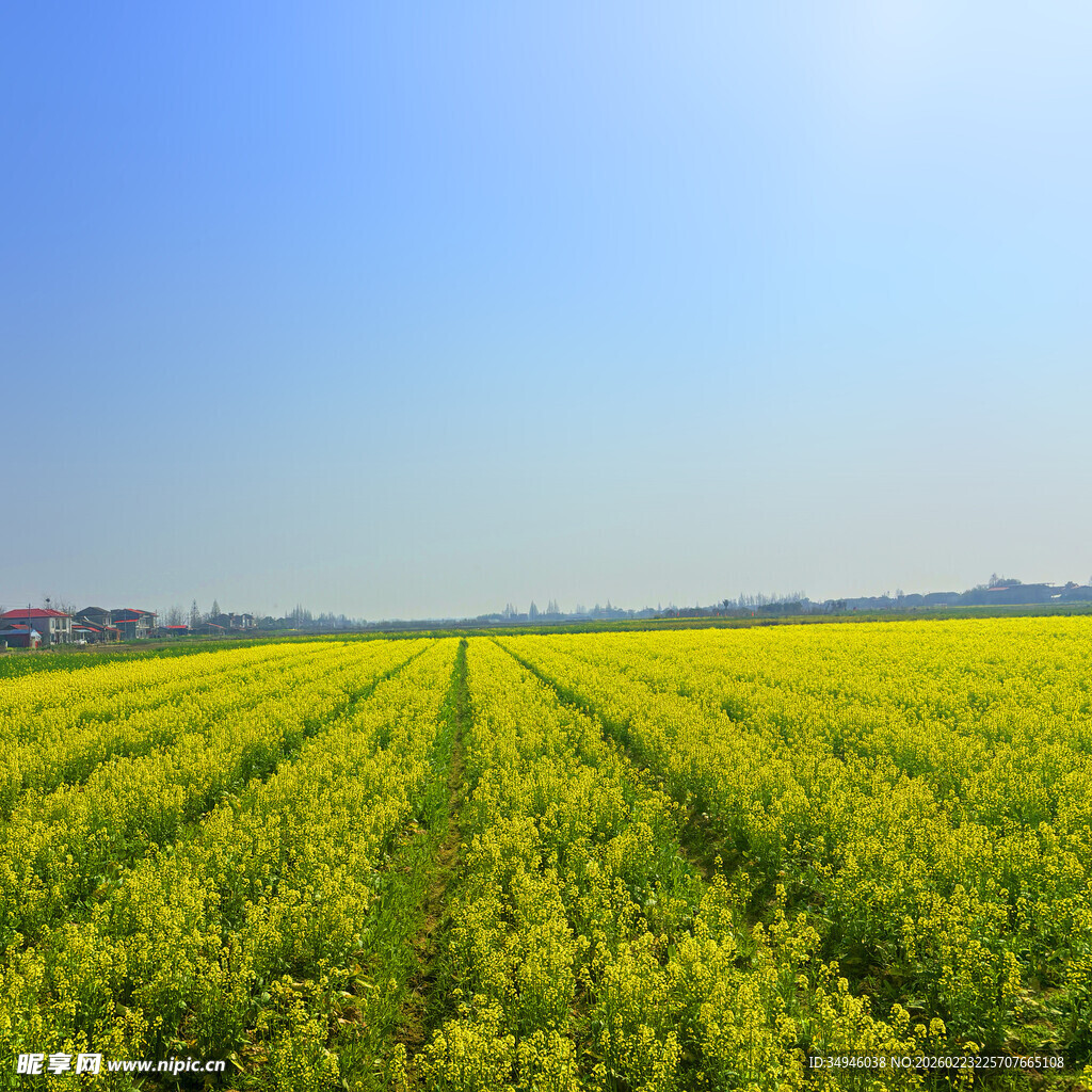 金黄油菜田