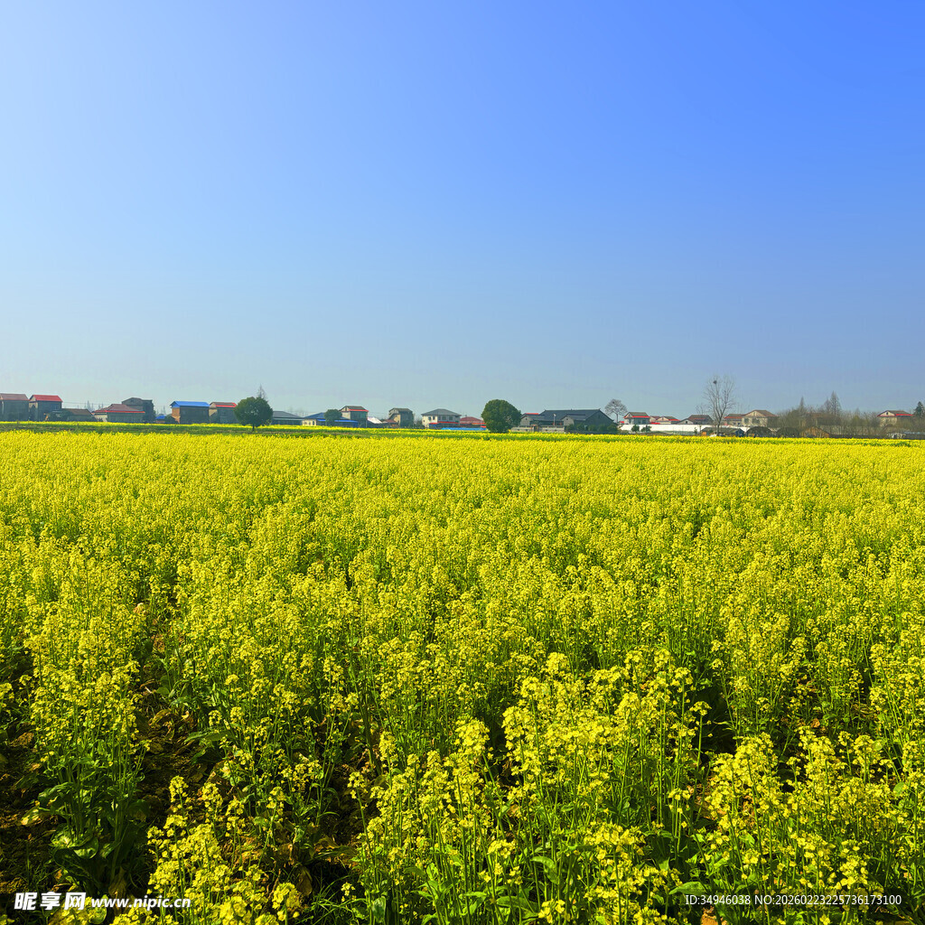 金黄油菜田