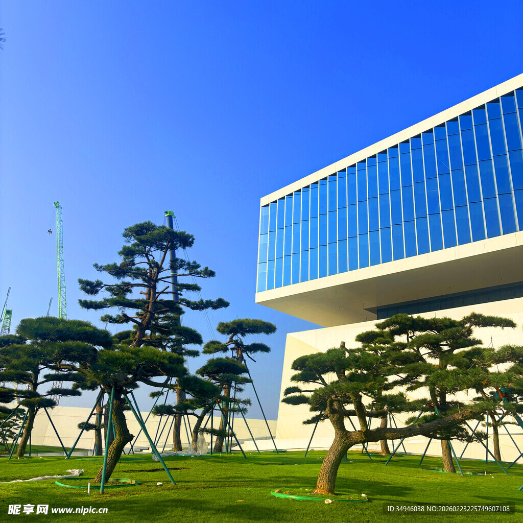 现代建筑旁的精致造型树木