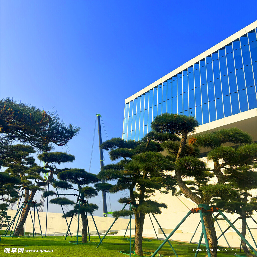 现代建筑旁的造型松树景