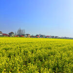 金黄油菜田与远处村落