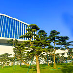 现代建筑旁的葱郁松树