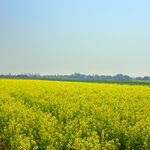 金黄油菜花田