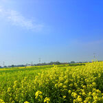 金黄油菜花田的美好景致