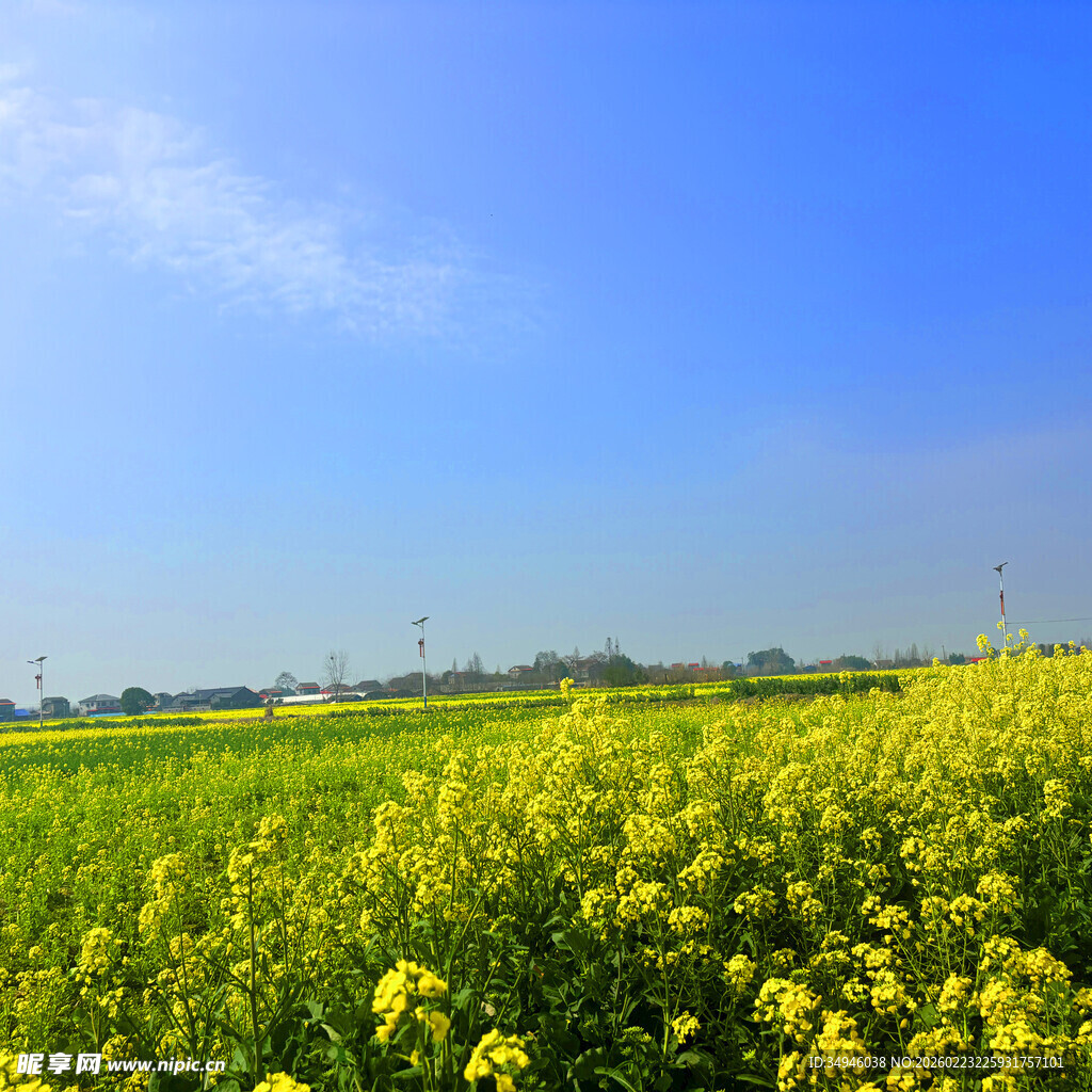 金黄油菜花田的美好景致