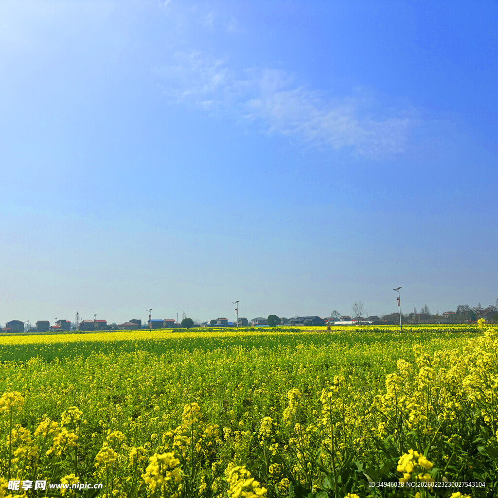 金黄油菜花田