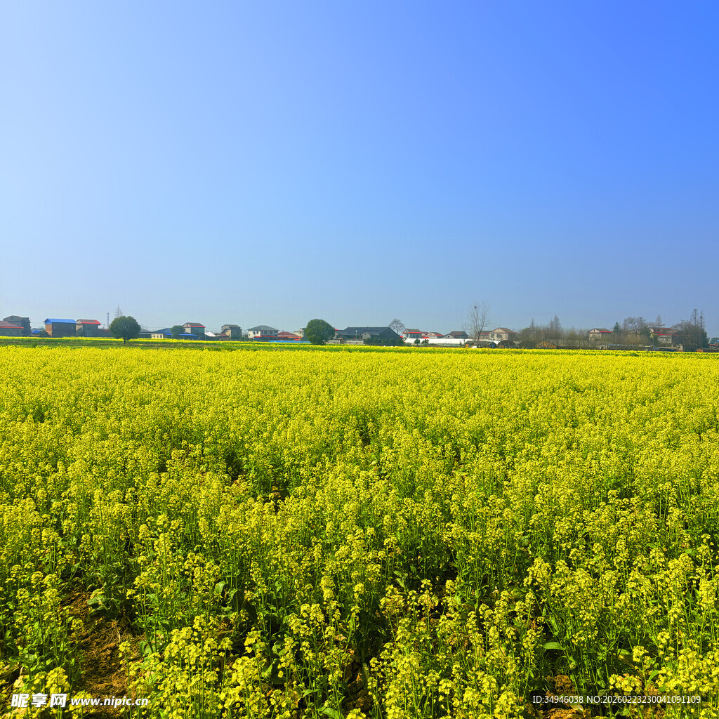 金黄油菜田