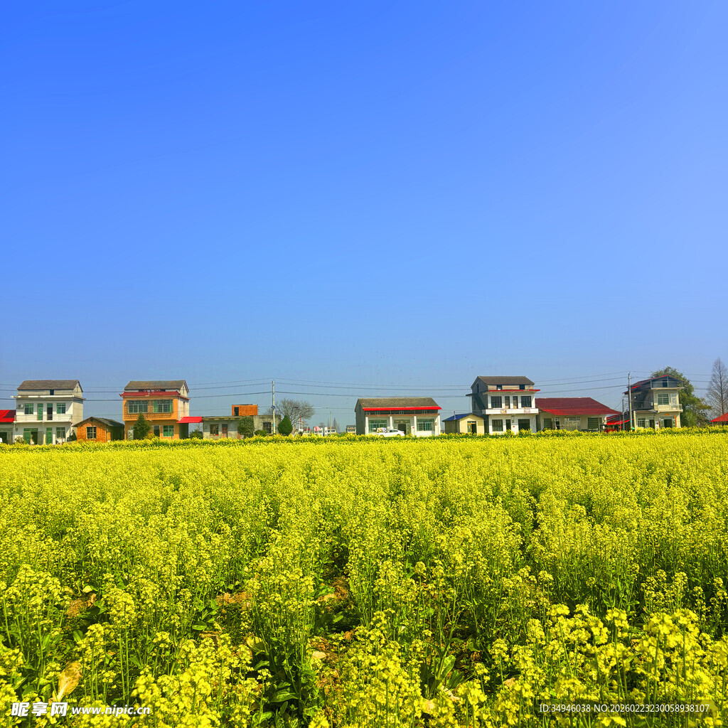 金黄油菜田旁的乡村景致