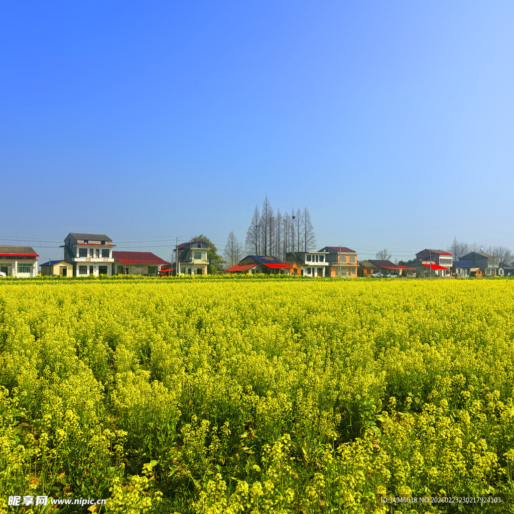 金黄油菜田旁的乡村景致