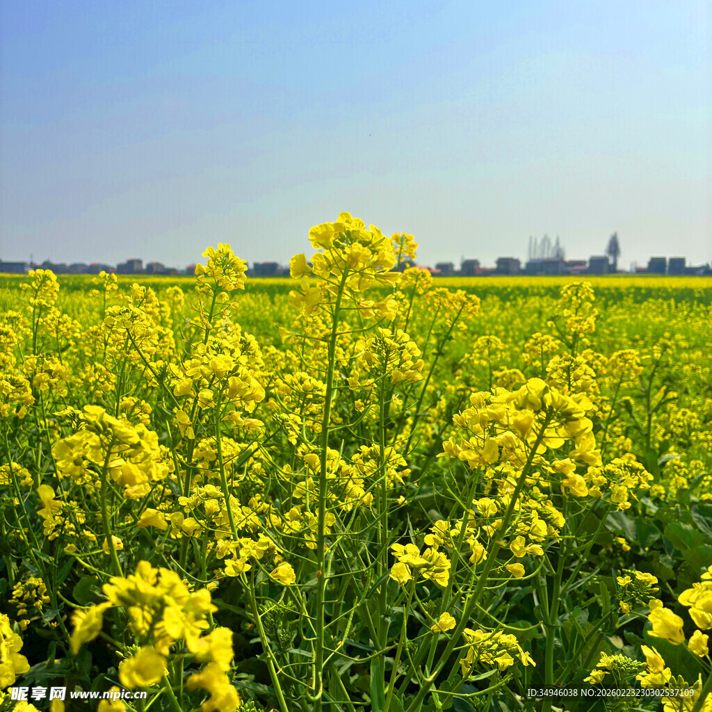 金黄油菜花田
