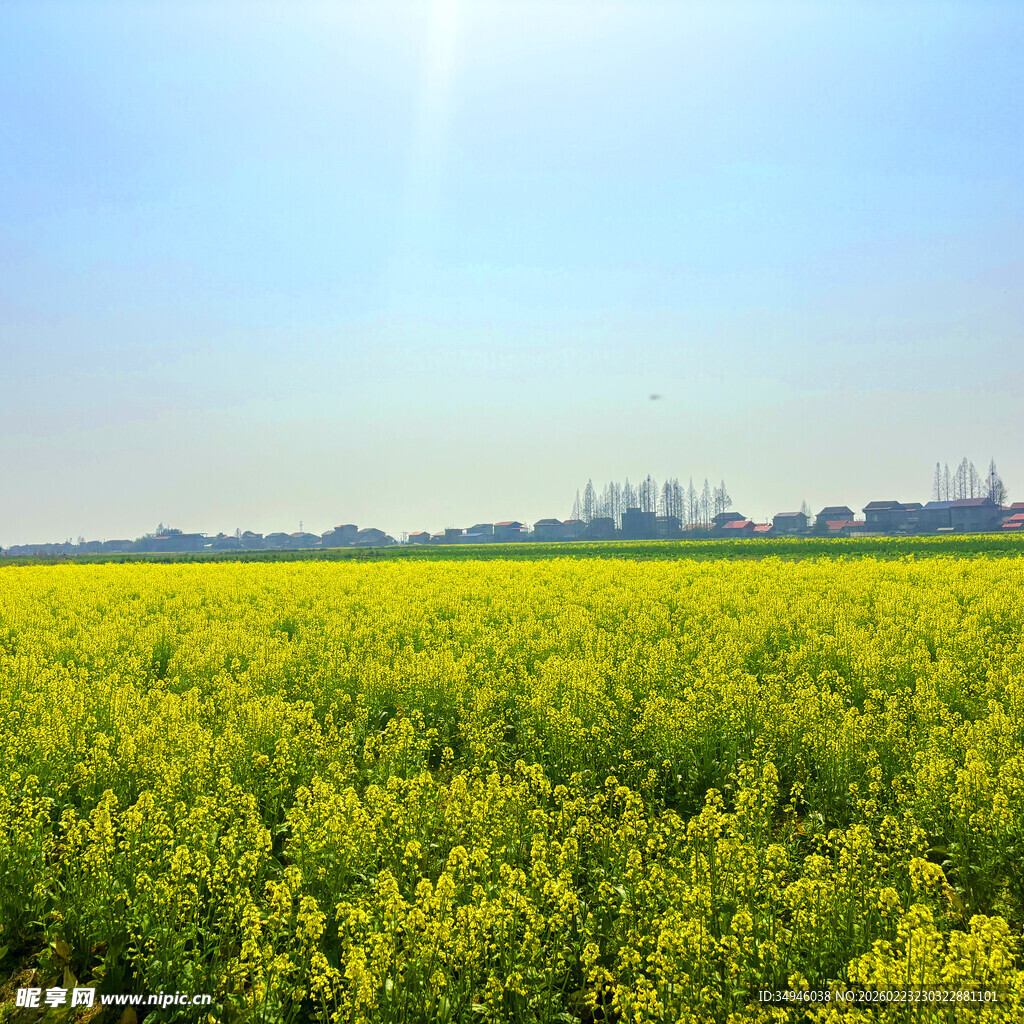 金黄油菜花田