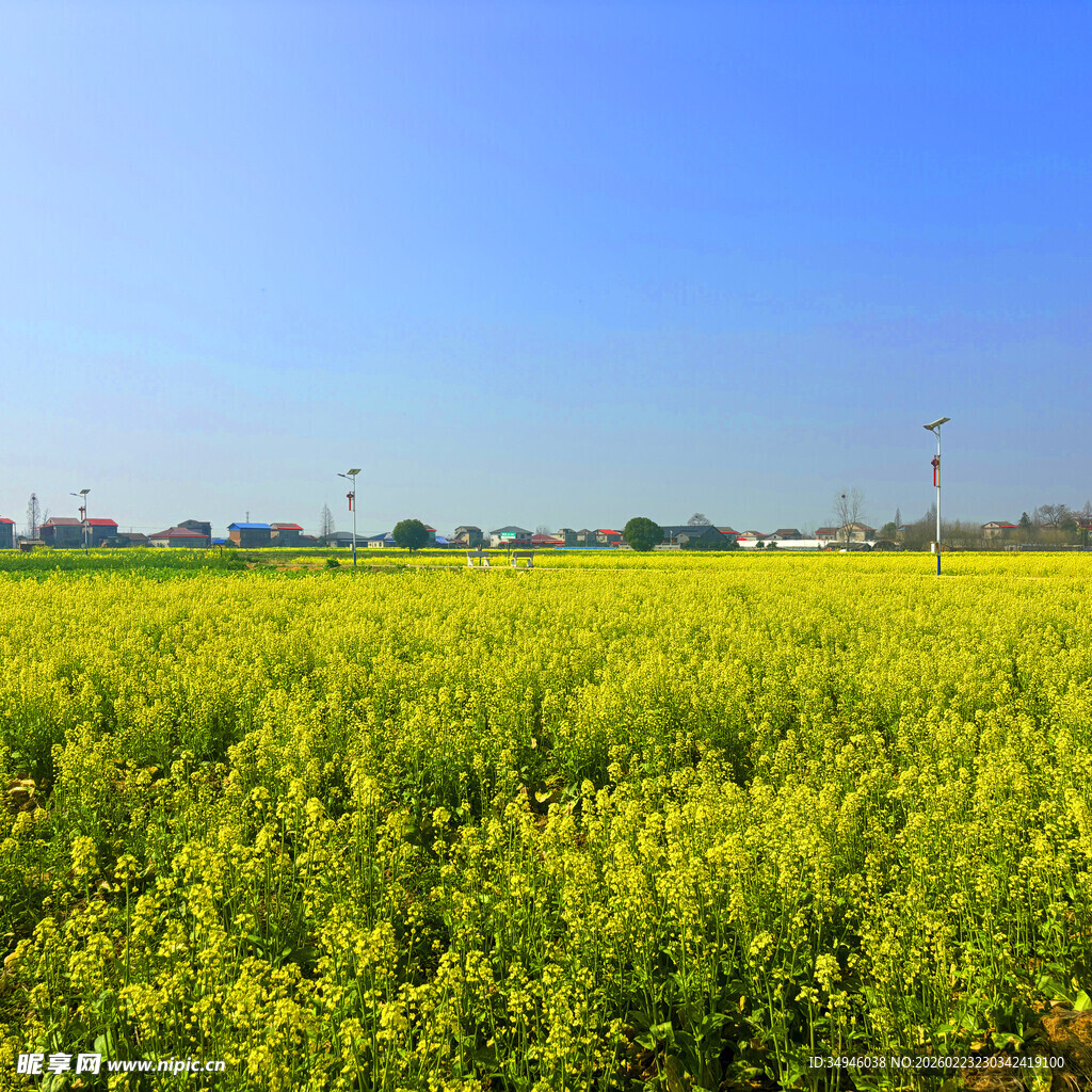 金黄油菜田