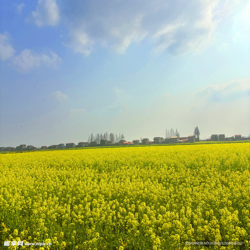 金黄油菜花田的明媚风光