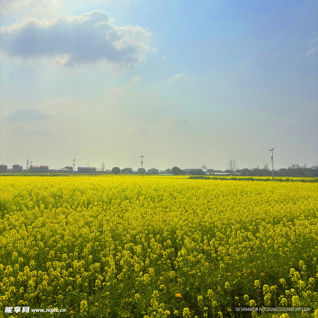 金黄油菜花海