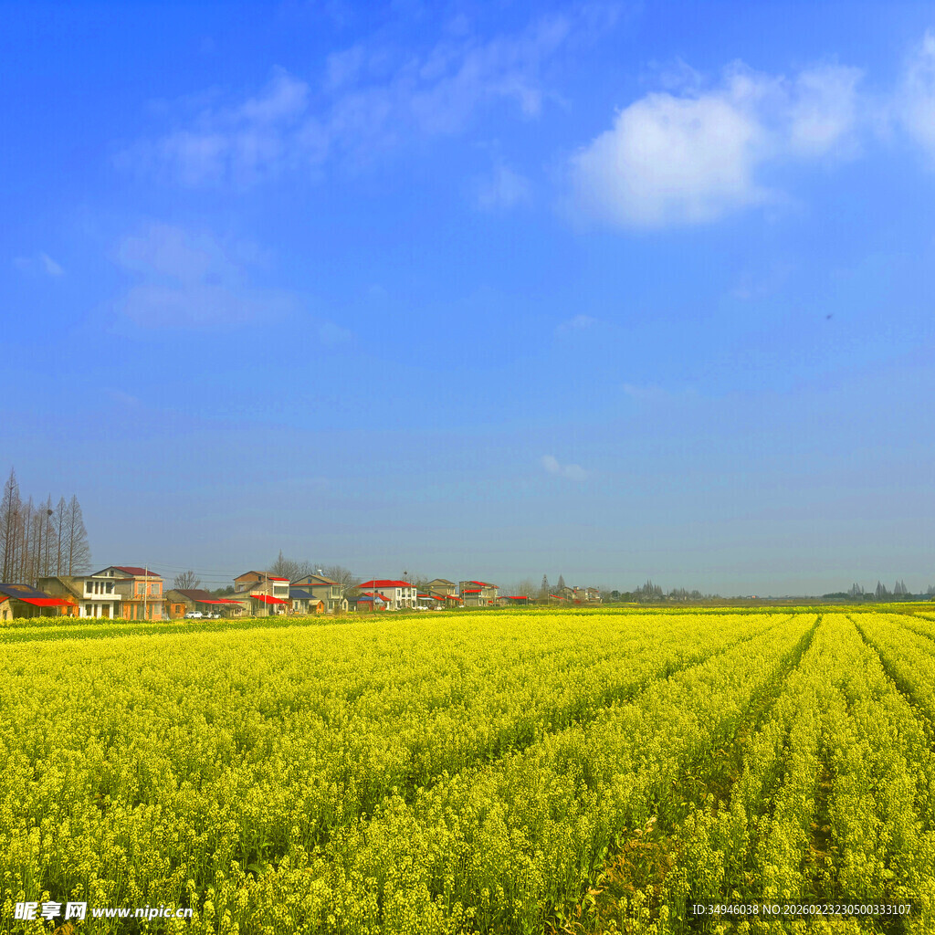 金黄油菜田与远处村落