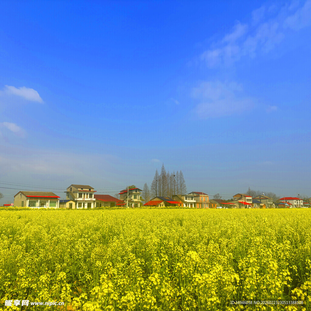 金黄油菜田旁的美丽村落