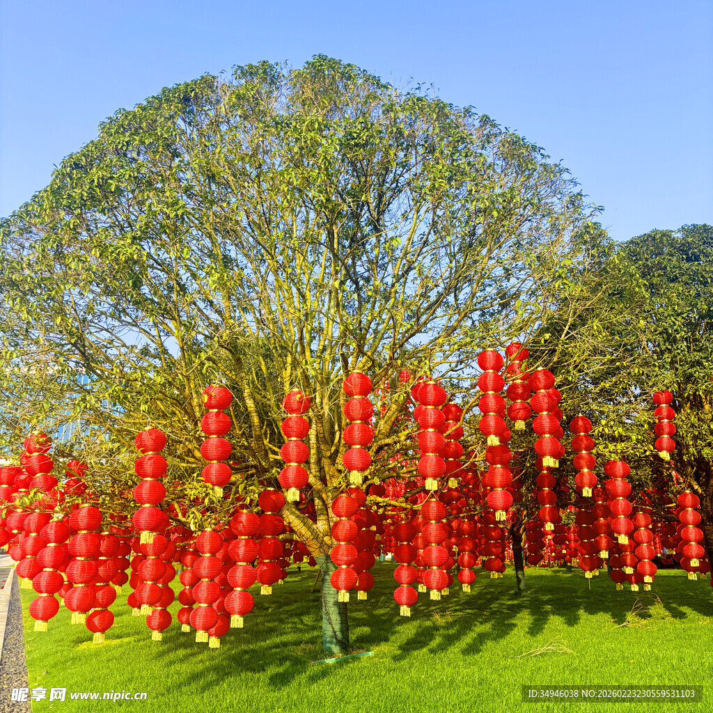 绿树间悬挂的串串红 灯笼