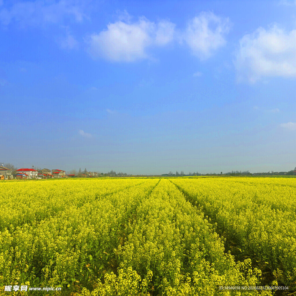 金黄油菜田