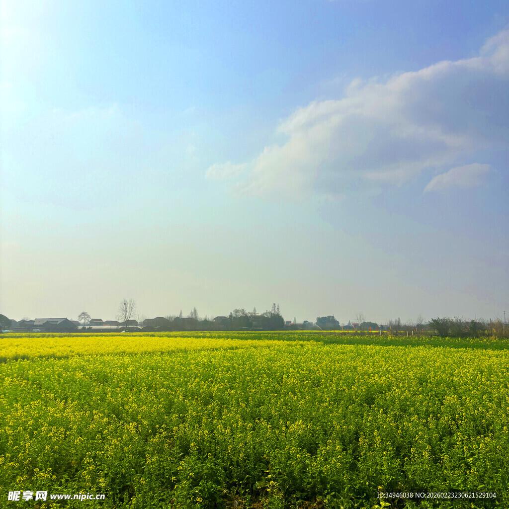 广袤田野绿意盎然