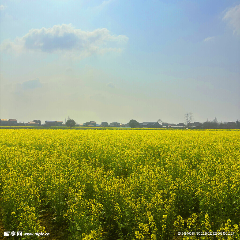 金黄油菜花田的美丽风光