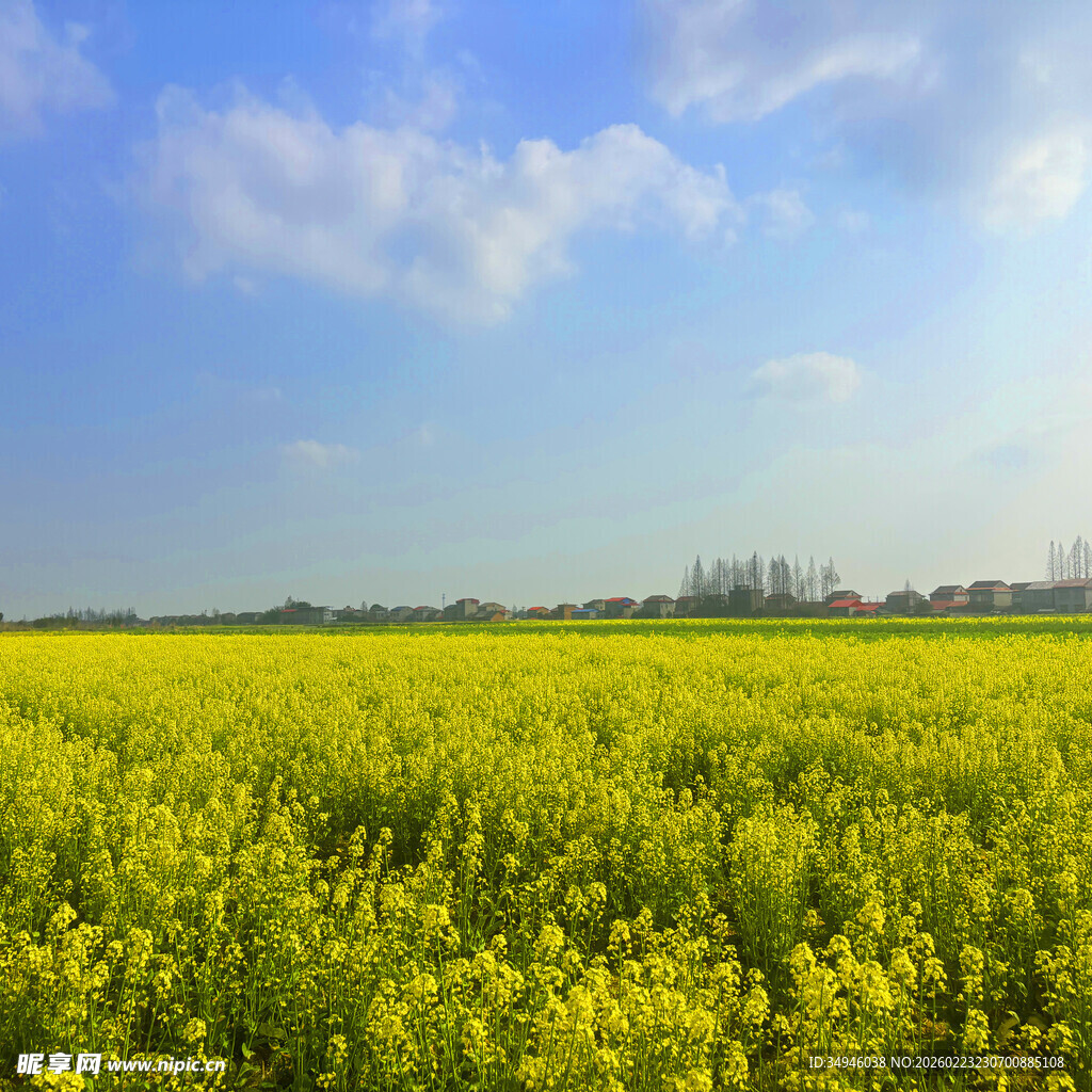 金黄油菜花田