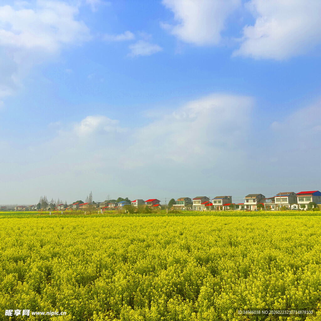 金黄油菜田旁的多彩村落