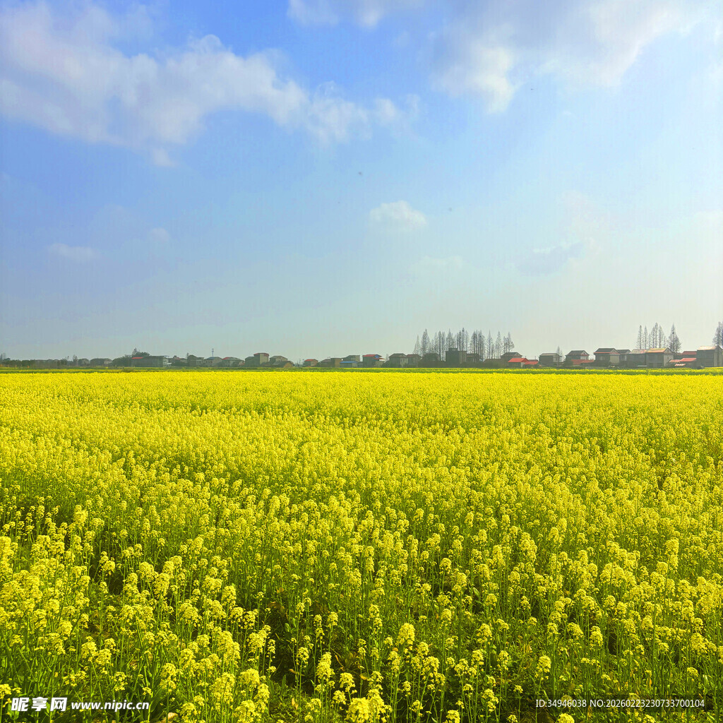 金黄油菜田