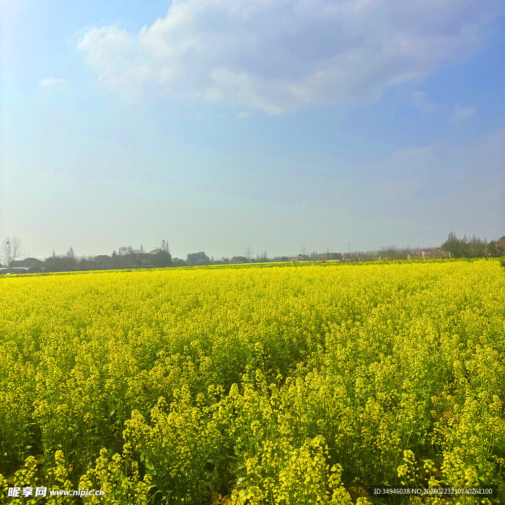 金黄油菜田