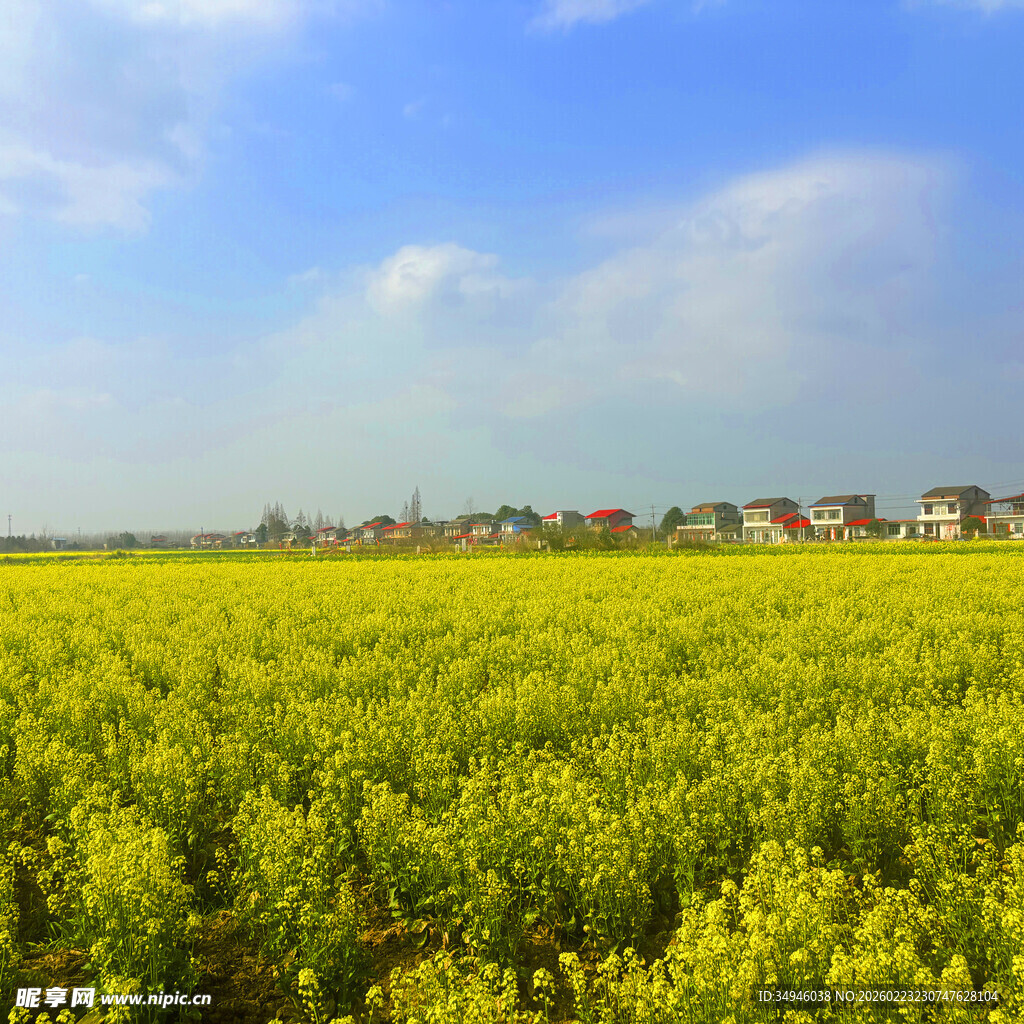 金黄油菜田旁的村落风光
