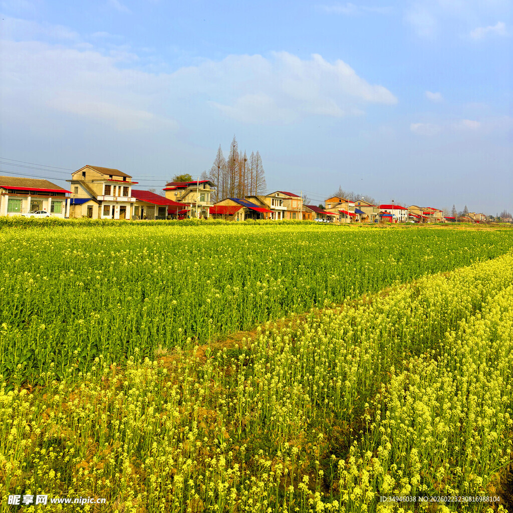田园风光中的村庄与油菜花田
