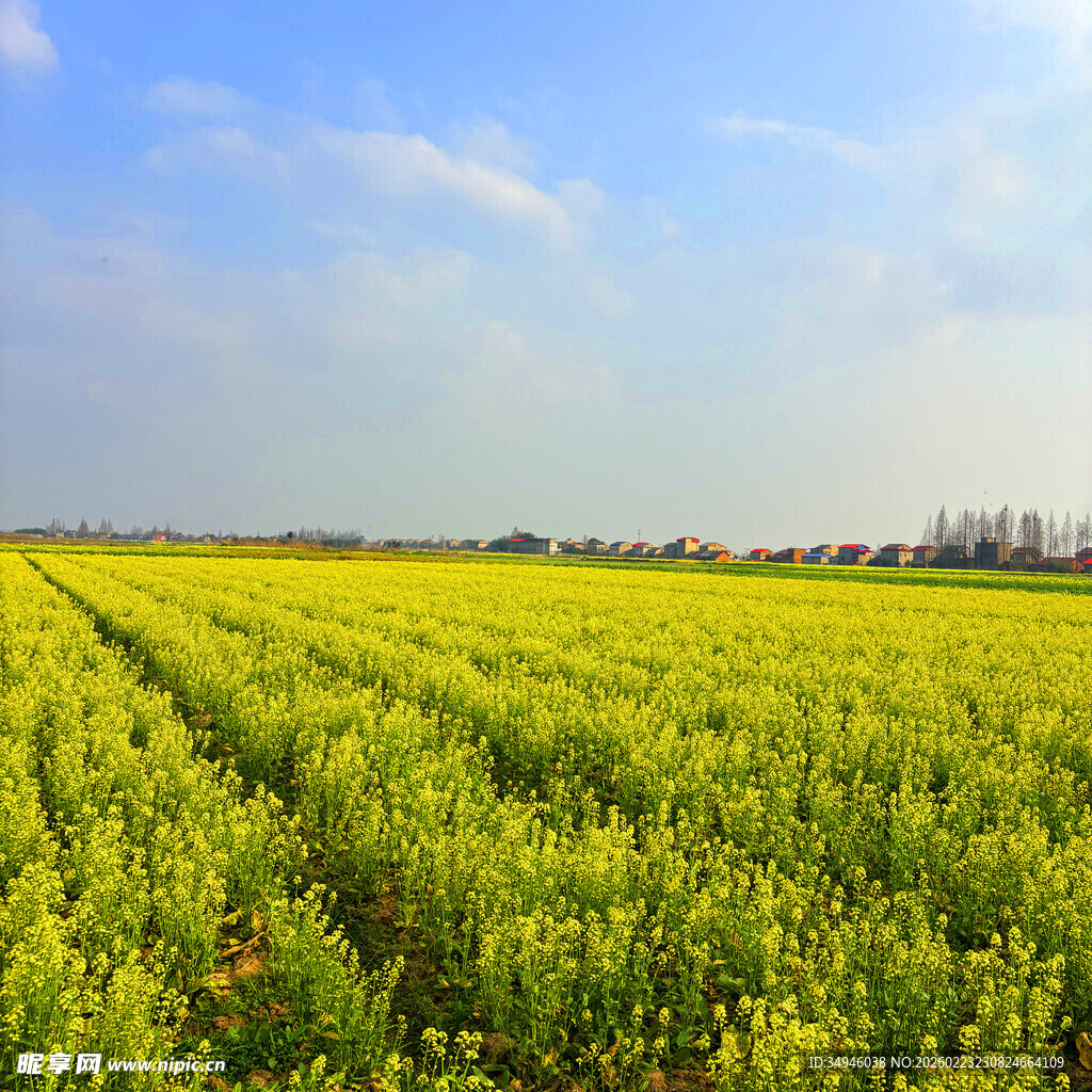 金黄油菜田