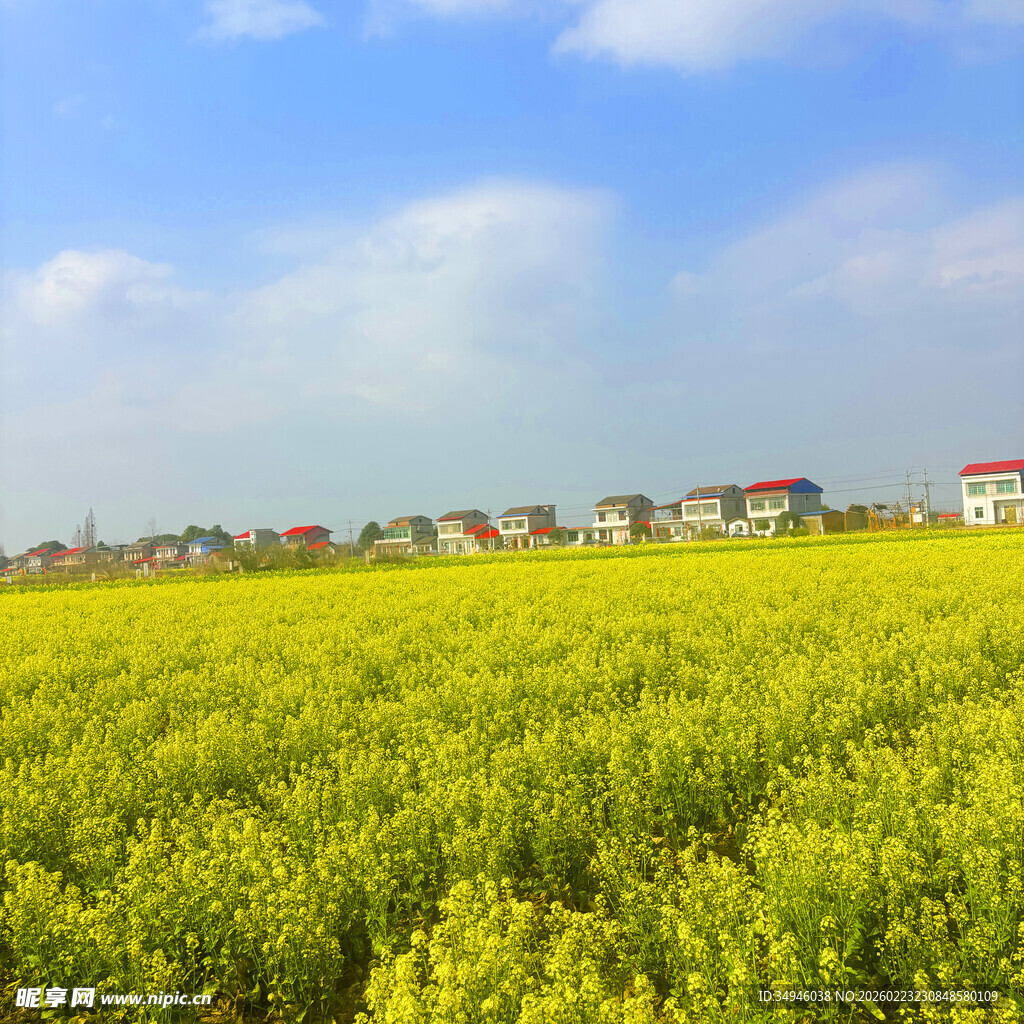 金黄油菜花田与远处村落