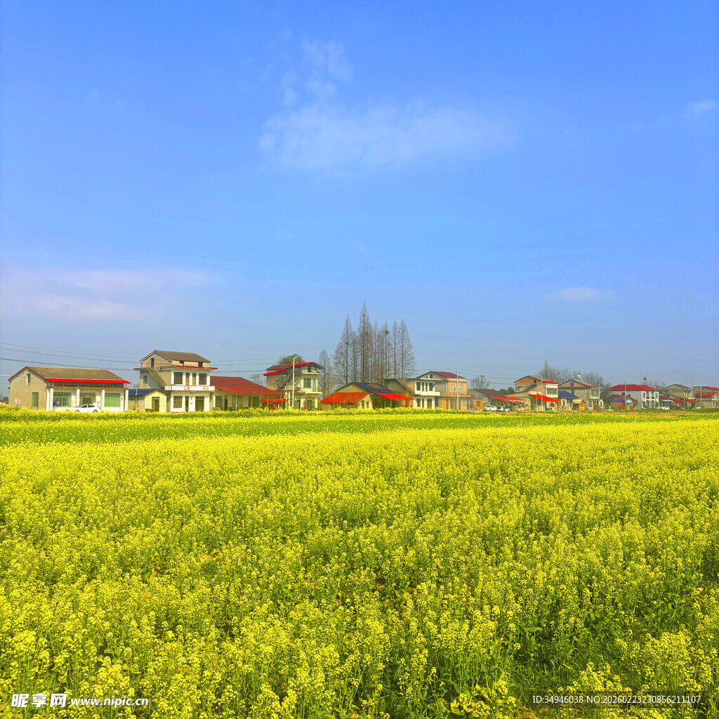 金黄油菜田旁的乡村景致
