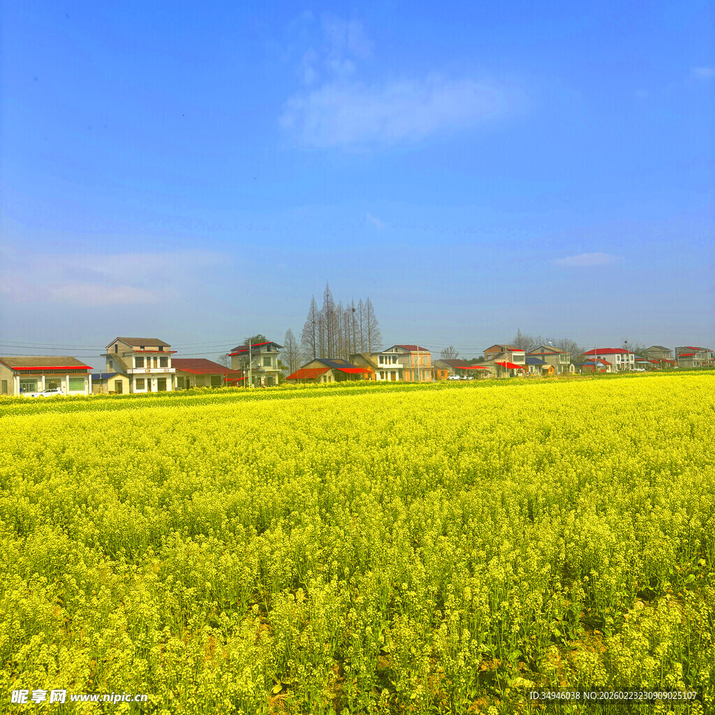 金黄油菜田与远处村落