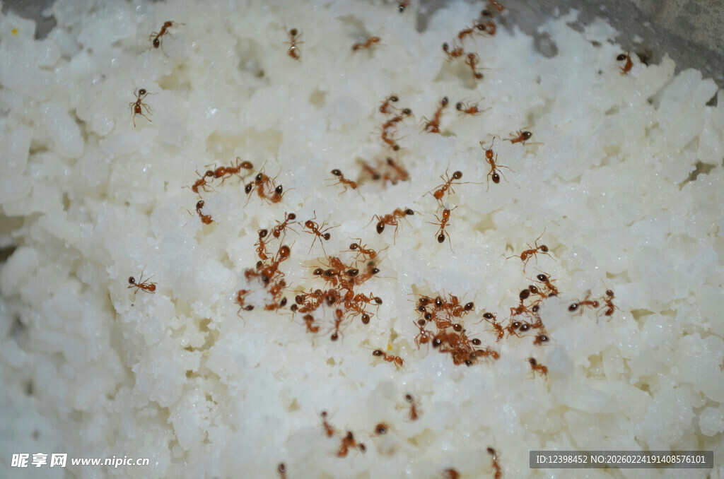 米饭上的蚂蚁