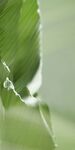 叶片上晶莹的露珠