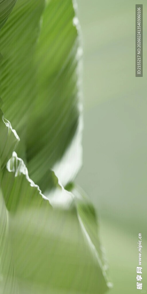 叶片上晶莹的露珠