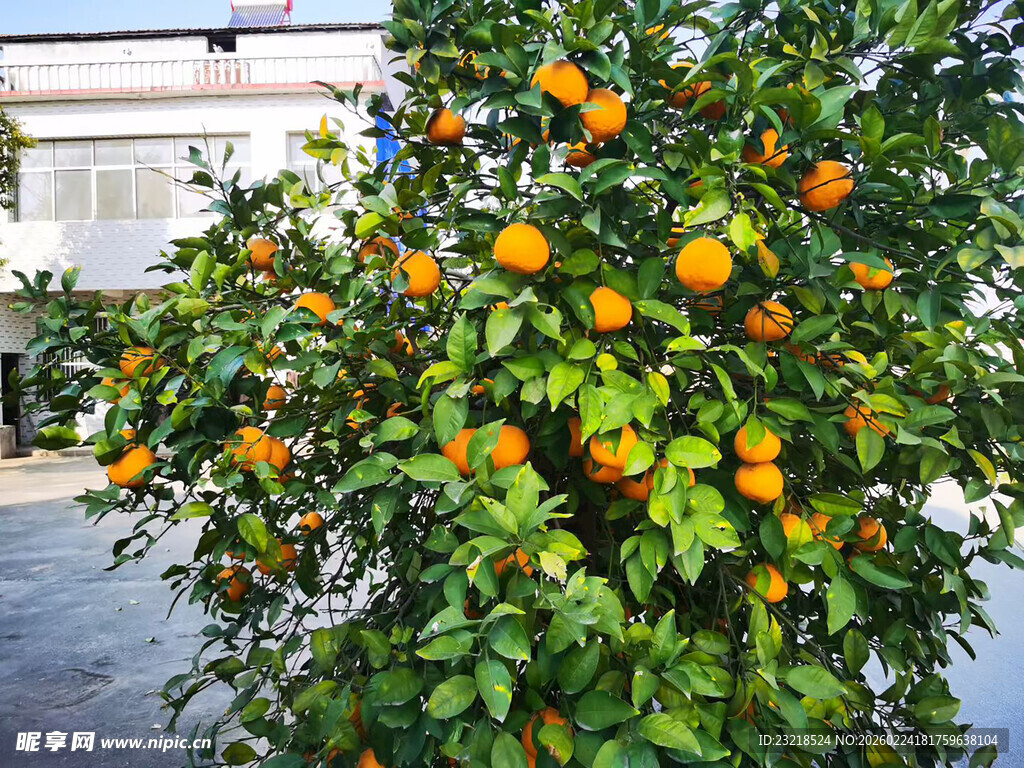 橘子树