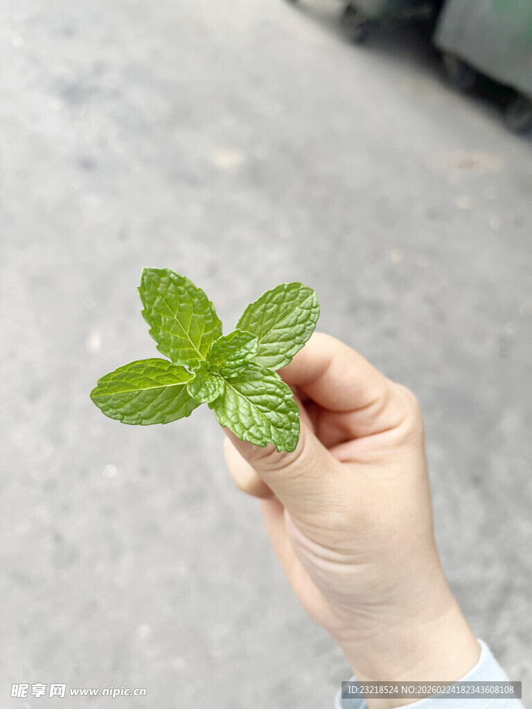 薄荷叶