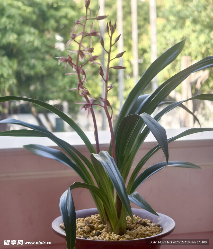 室内优雅兰花盆栽摆件