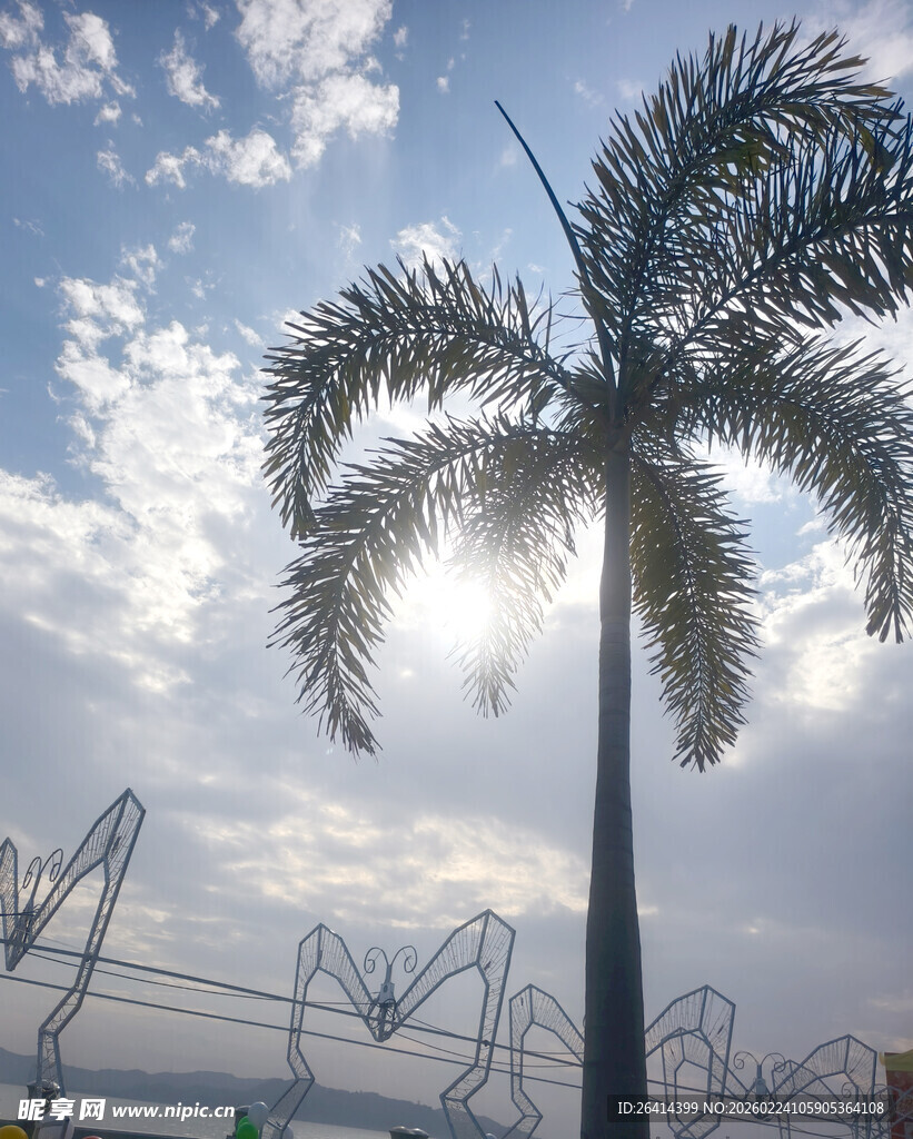阳光下的棕榈树与游乐设施