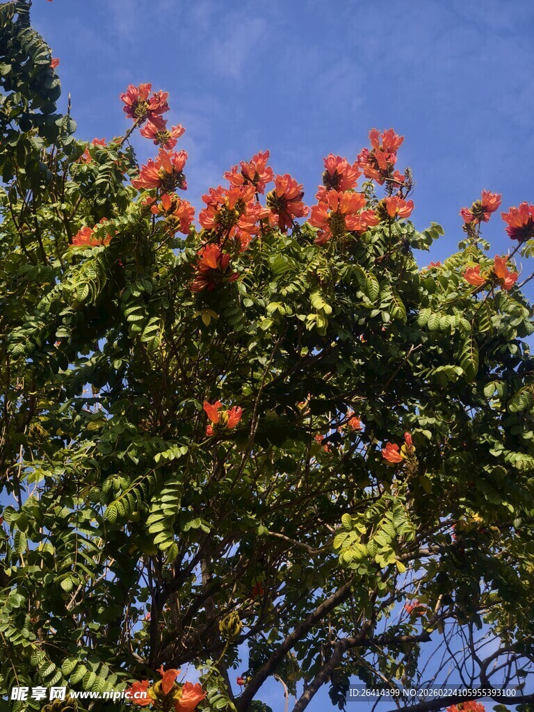 蓝天映衬下的艳丽凤凰花