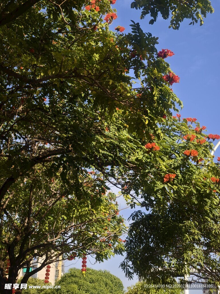 蓝天绿树间的艳丽花朵