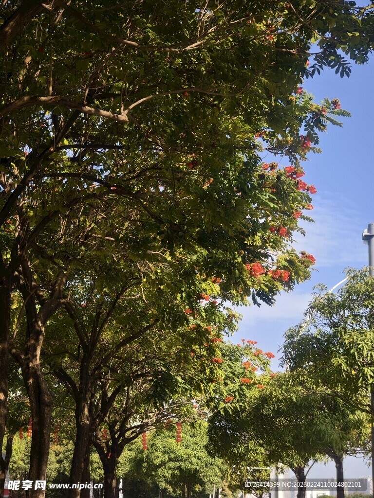 秋日林荫道风景