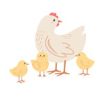 母鸡与小鸡