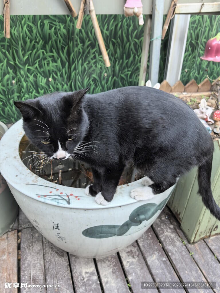 黑猫趴坐于花纹花盆中
